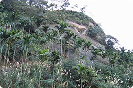 永和路底的石猴巨岩因攀岩植物日多，形狀日益消逝