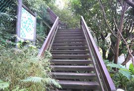 桐花公園階梯